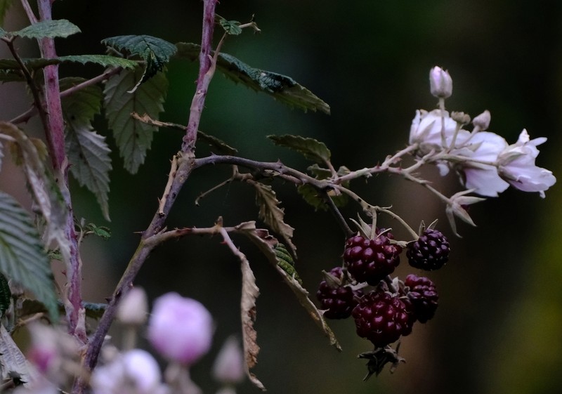 Rubus runssorensis photo 6