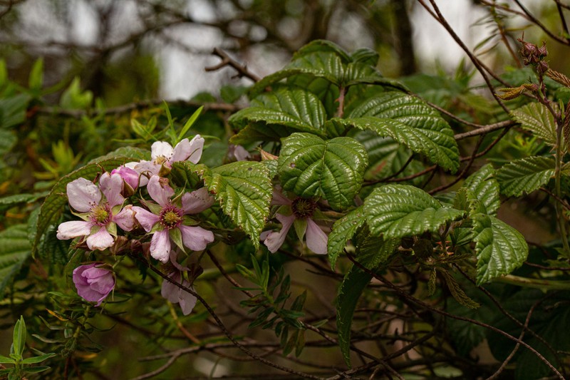 Rubus runssorensis photo 7