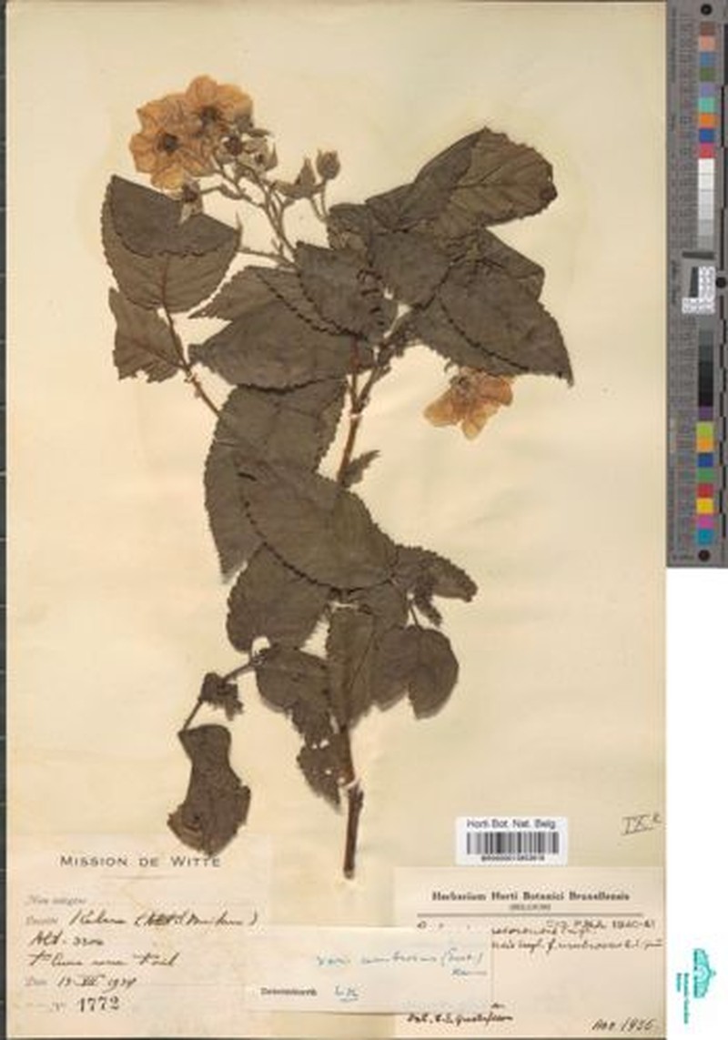 Rubus runssorensis var. umbrosus