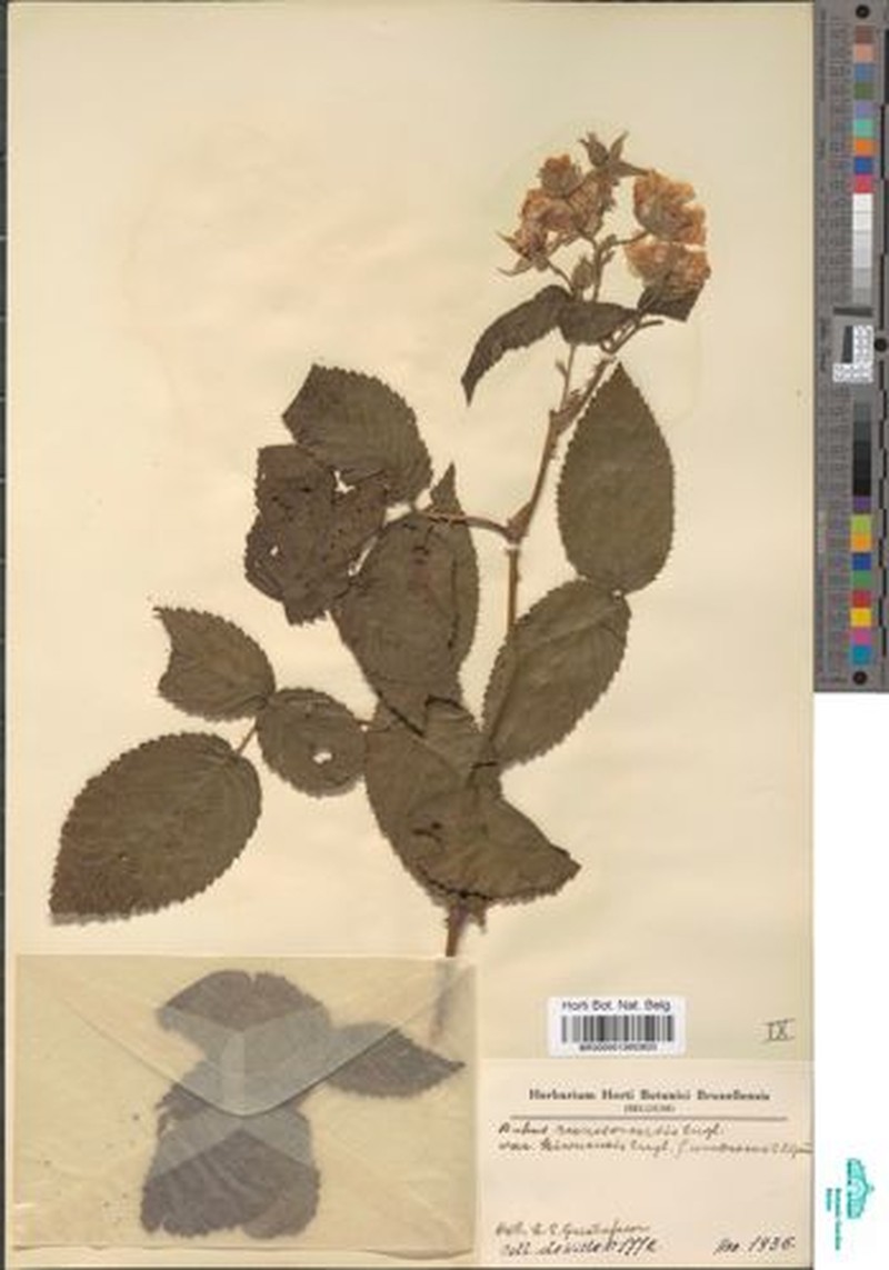Rubus runssorensis var. umbrosus photo 2