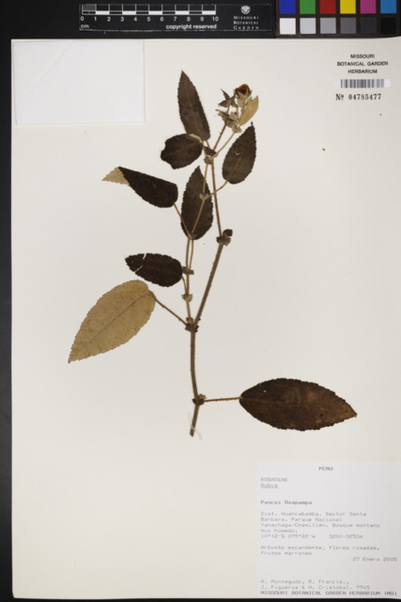 Rubus rusbyi