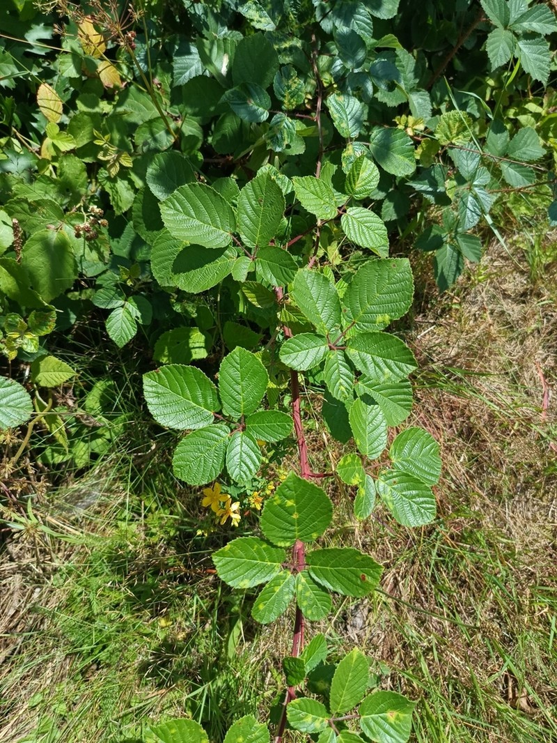 Rubus salisburgensis