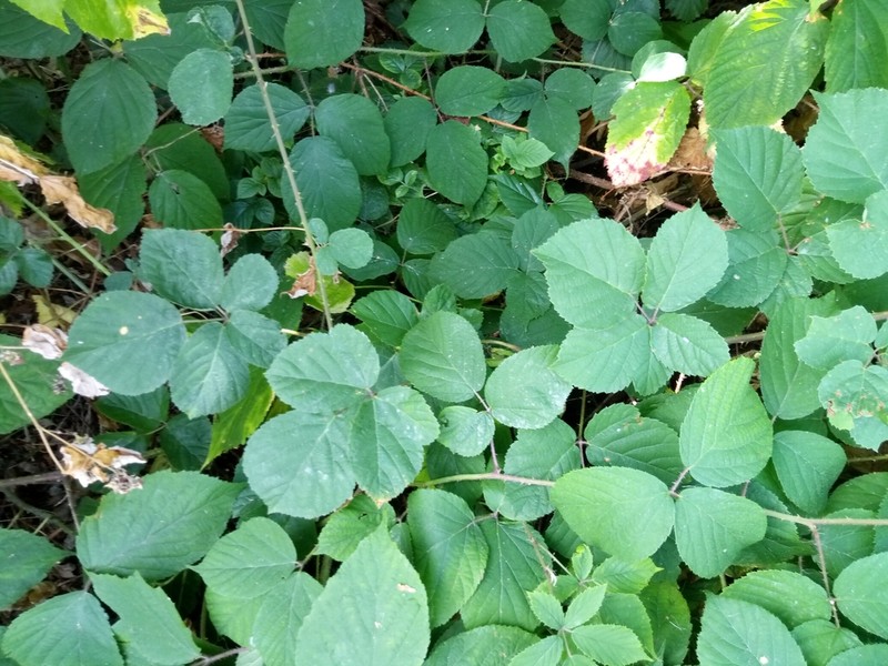 Rubus salisburgensis photo 2