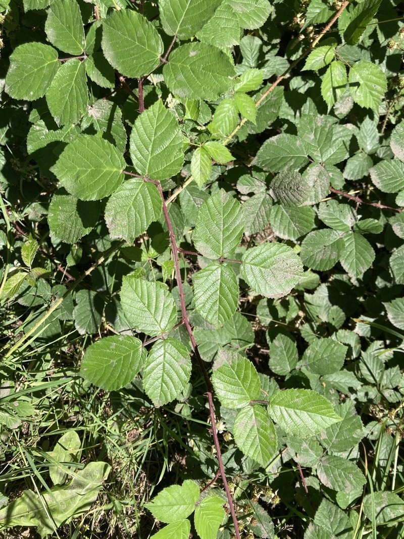 Rubus salisburgensis photo 3