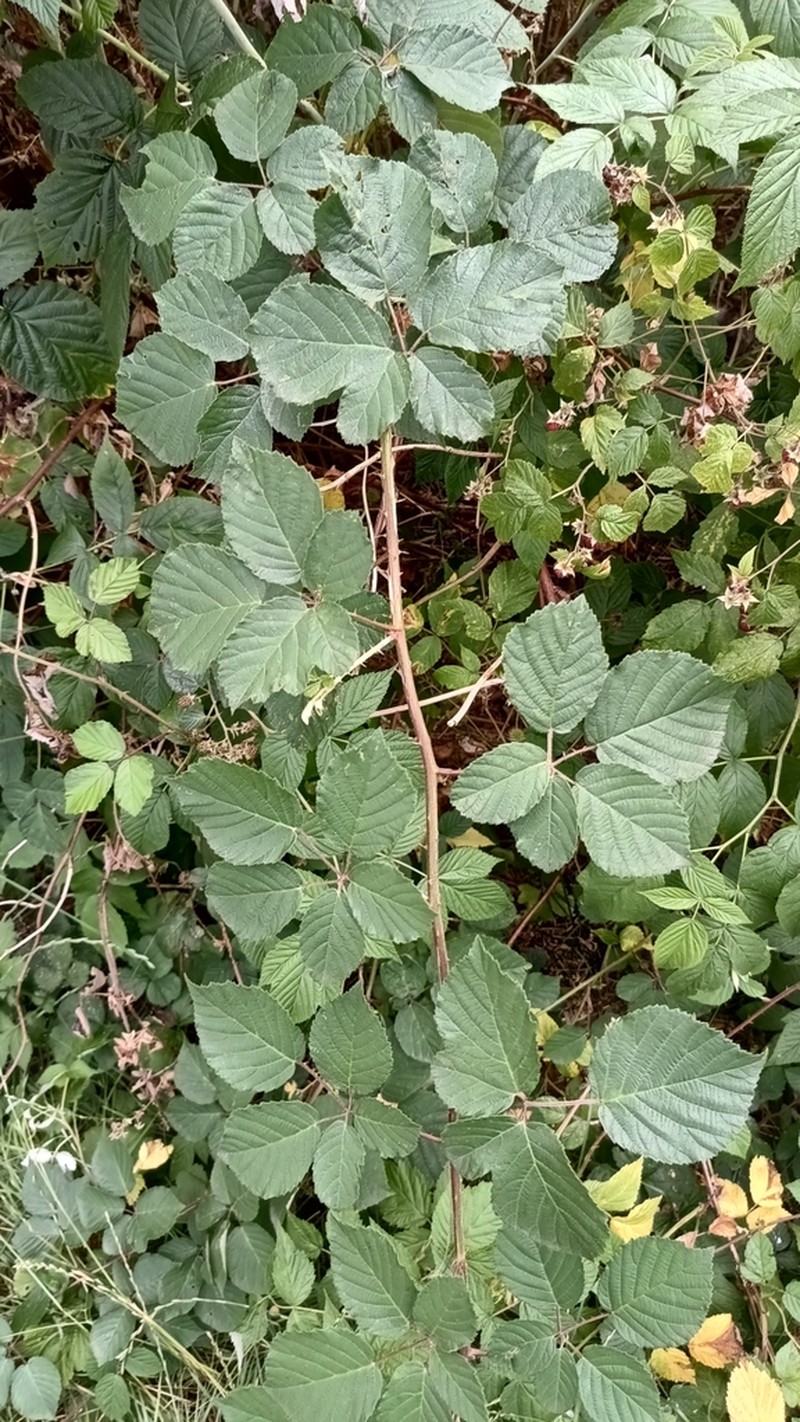 Rubus salisburgensis photo 4