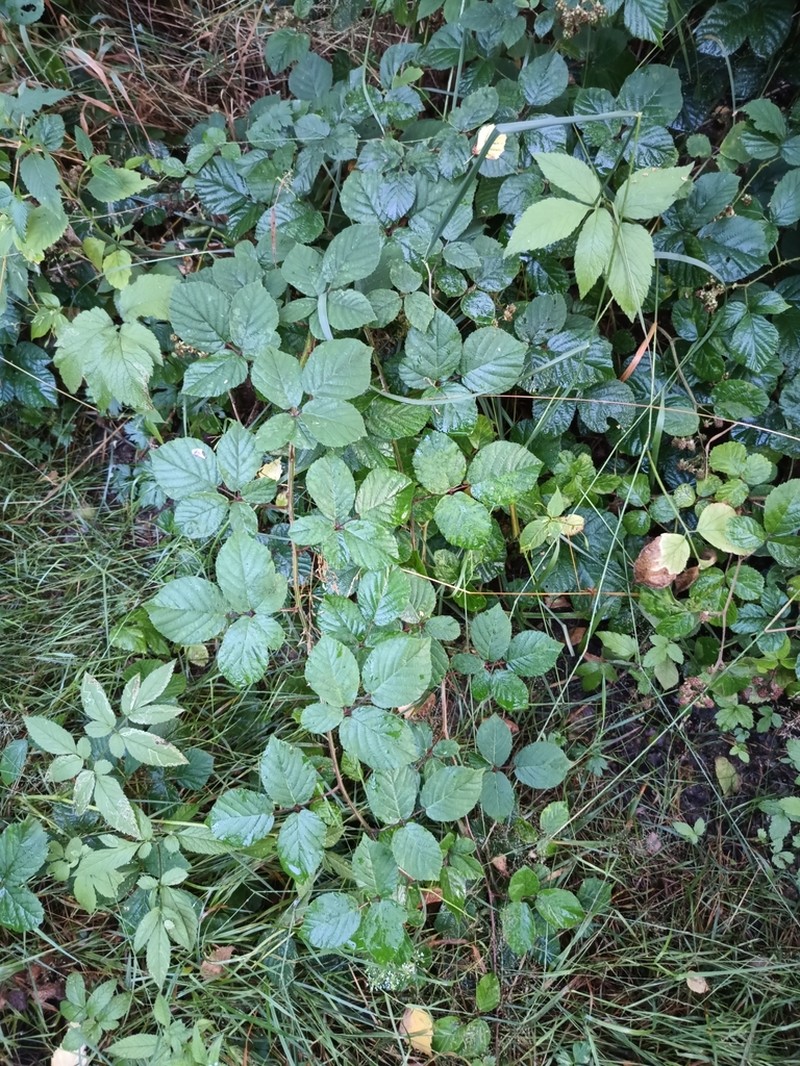 Rubus salisburgensis photo 5