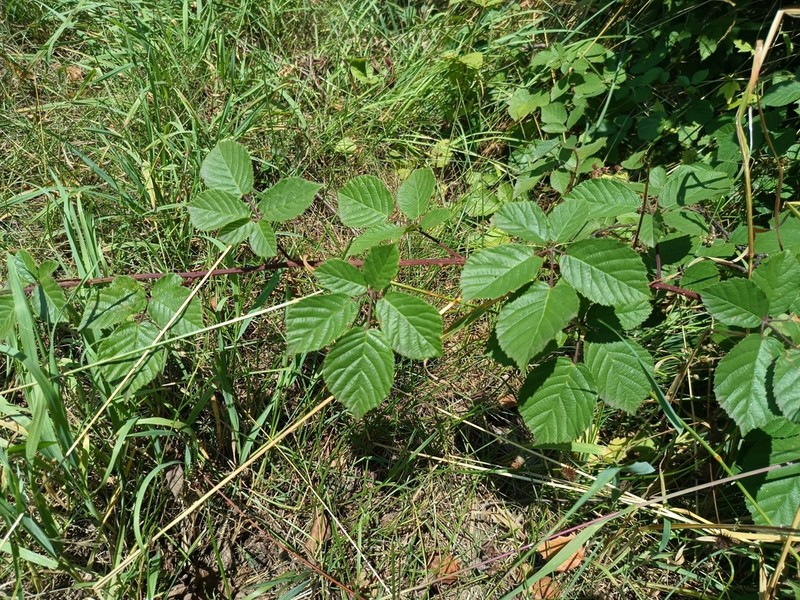 Rubus salisburgensis photo 6