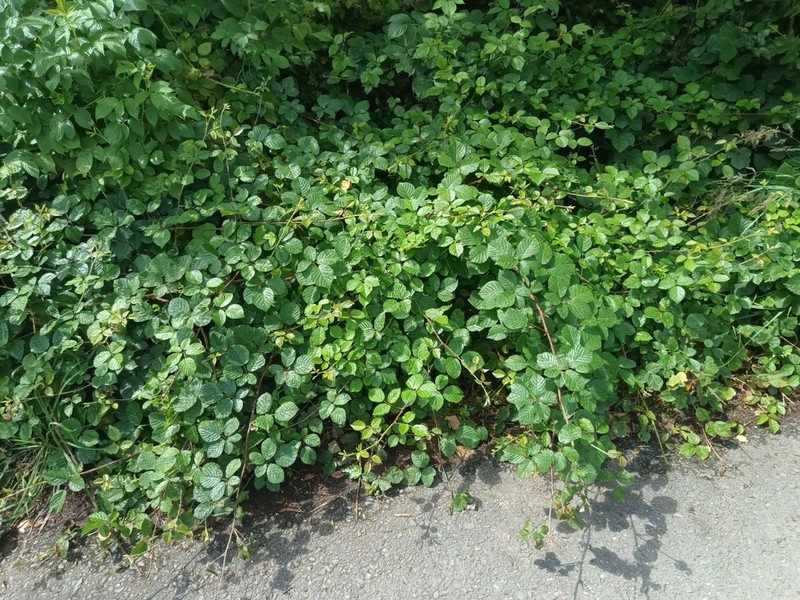 Rubus salisburgensis photo 7