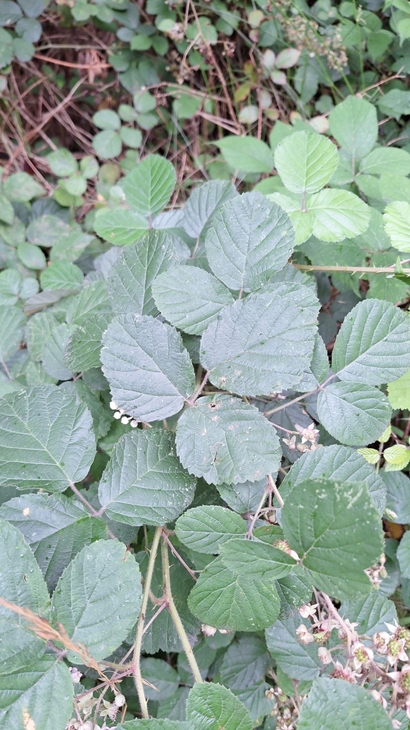Rubus salisburgensis photo 8