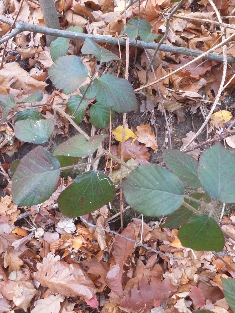 Rubus saltuum