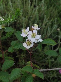 Rubus sampaioanus