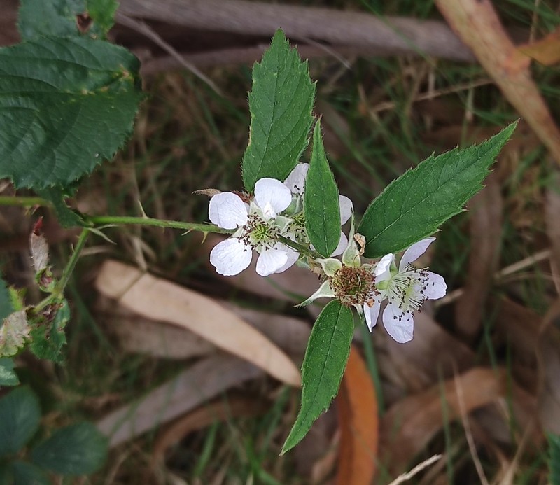 Rubus sampaioanus photo 2
