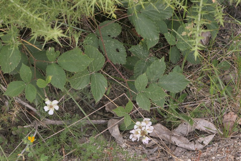 Rubus sampaioanus photo 3