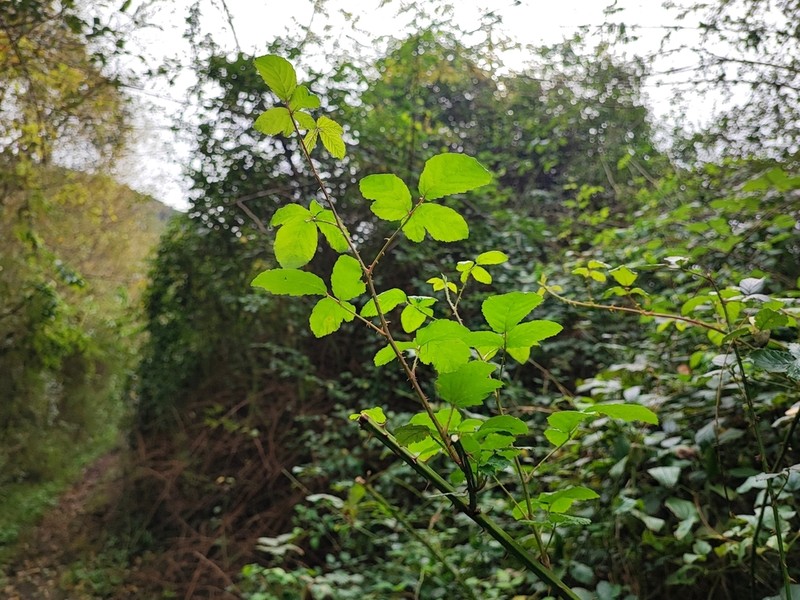 Rubus sampaioanus photo 4