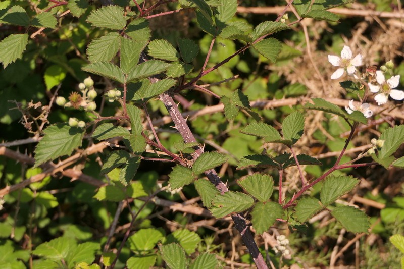Rubus sampaioanus photo 5