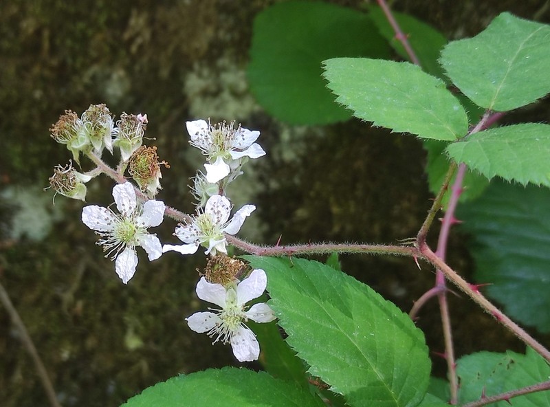 Rubus sampaioanus photo 6