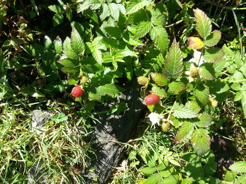 Rubus sapidus