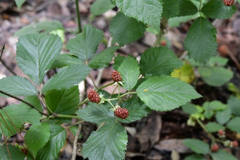 Rubus sapidus photo 3