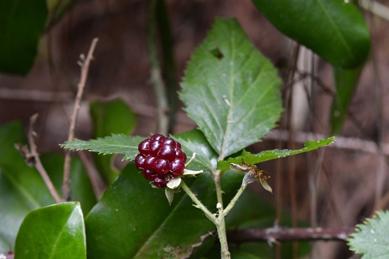 Rubus sapidus photo 4