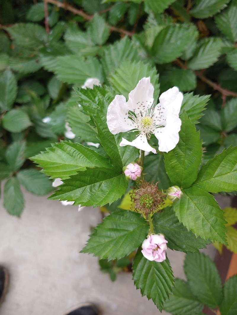 Rubus sapidus photo 5