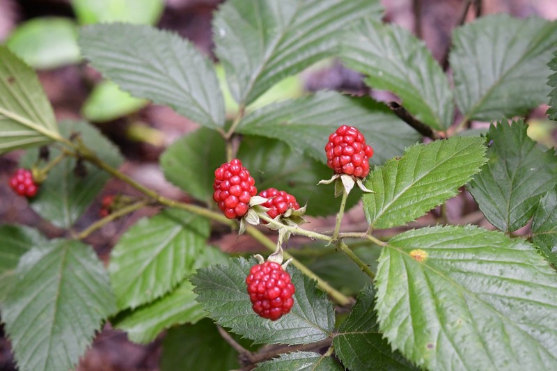Rubus sapidus photo 8