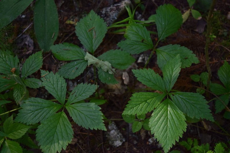 Stone Bramble photo 2