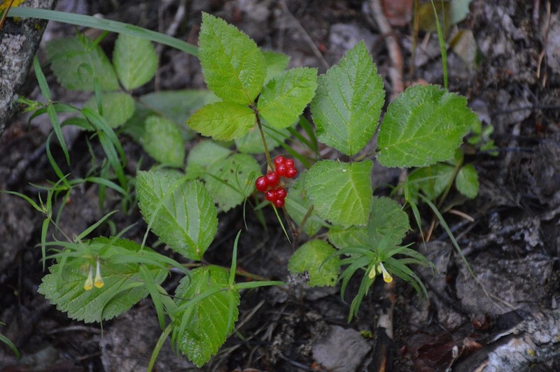 Stone Bramble photo 4