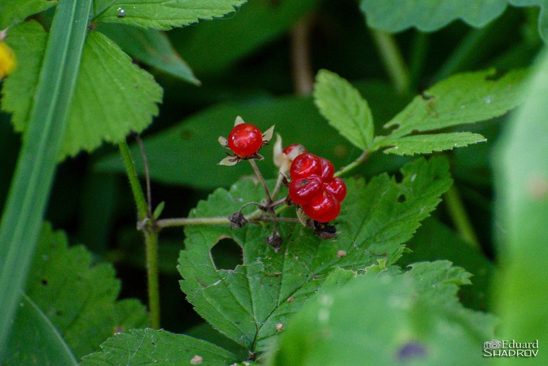 Stone Bramble photo 5