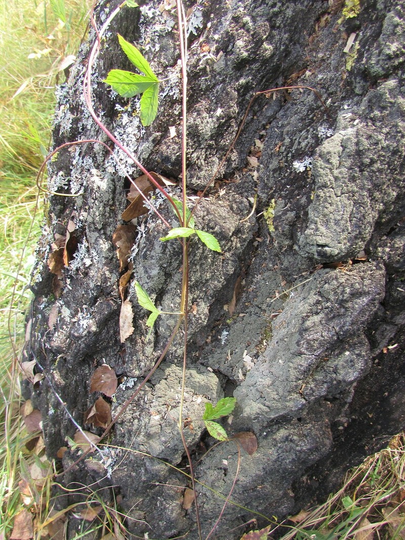 Stone Bramble photo 6
