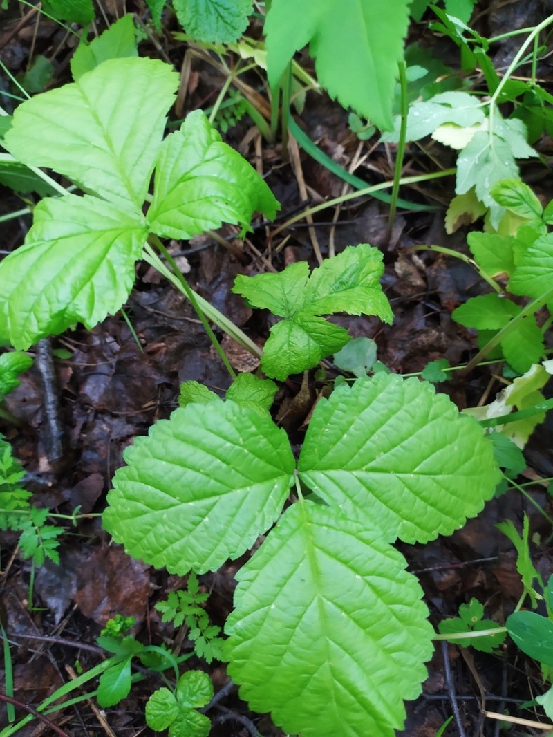 Stone Bramble photo 8