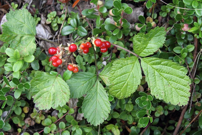 Stone Bramble photo 5