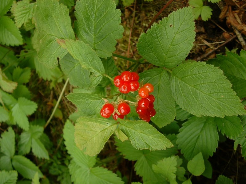Stone Bramble photo 2
