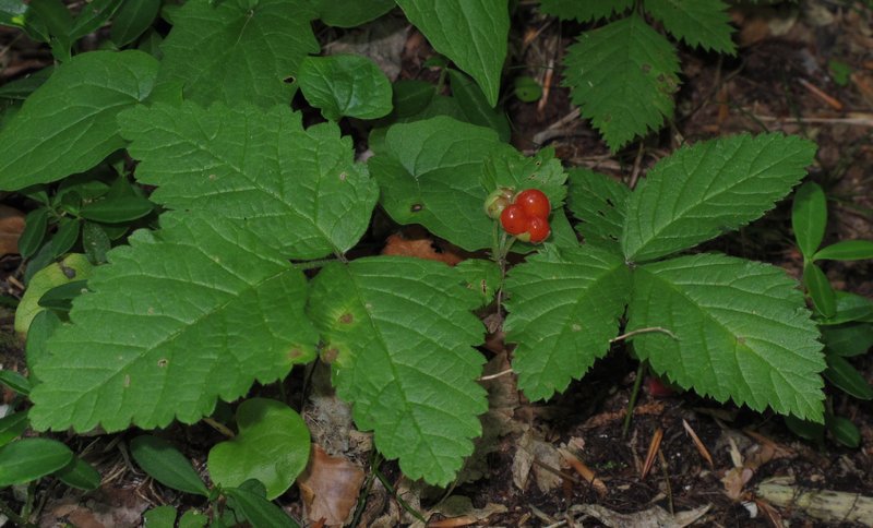 Stone Bramble photo 3