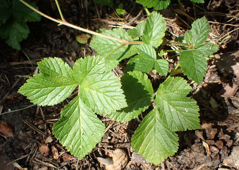Stone Bramble photo 4