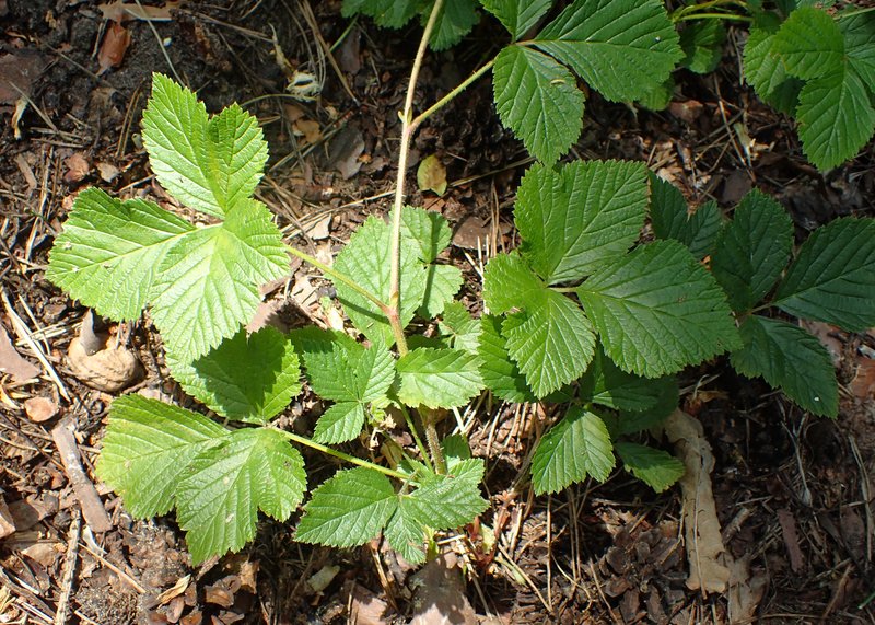Stone Bramble photo 7