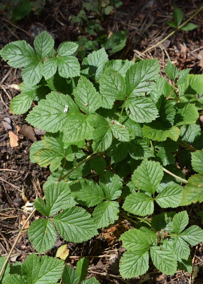 Stone Bramble photo 8