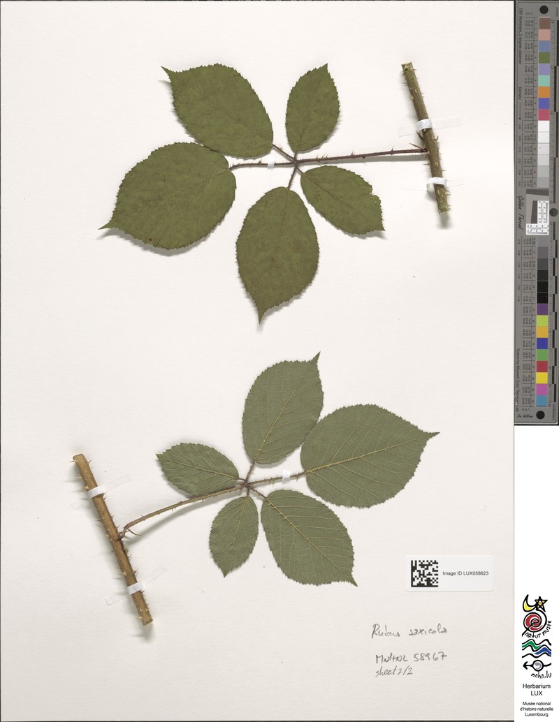 Rubus saxicola