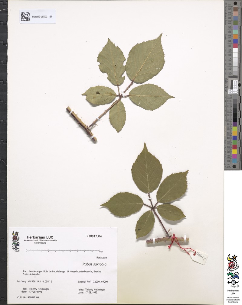 Rubus saxicola photo 2