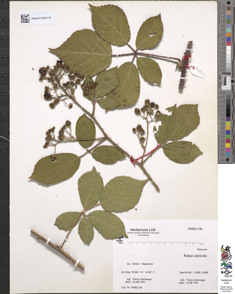 Rubus saxicola photo 3