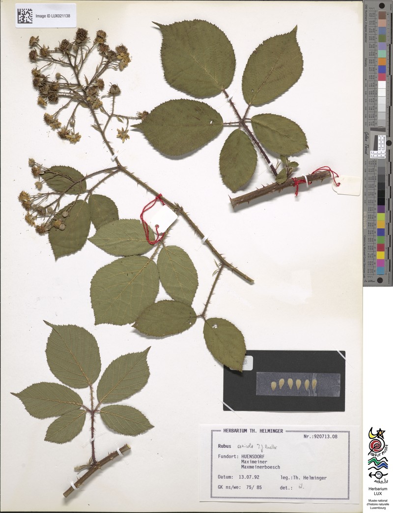 Rubus saxicola photo 4