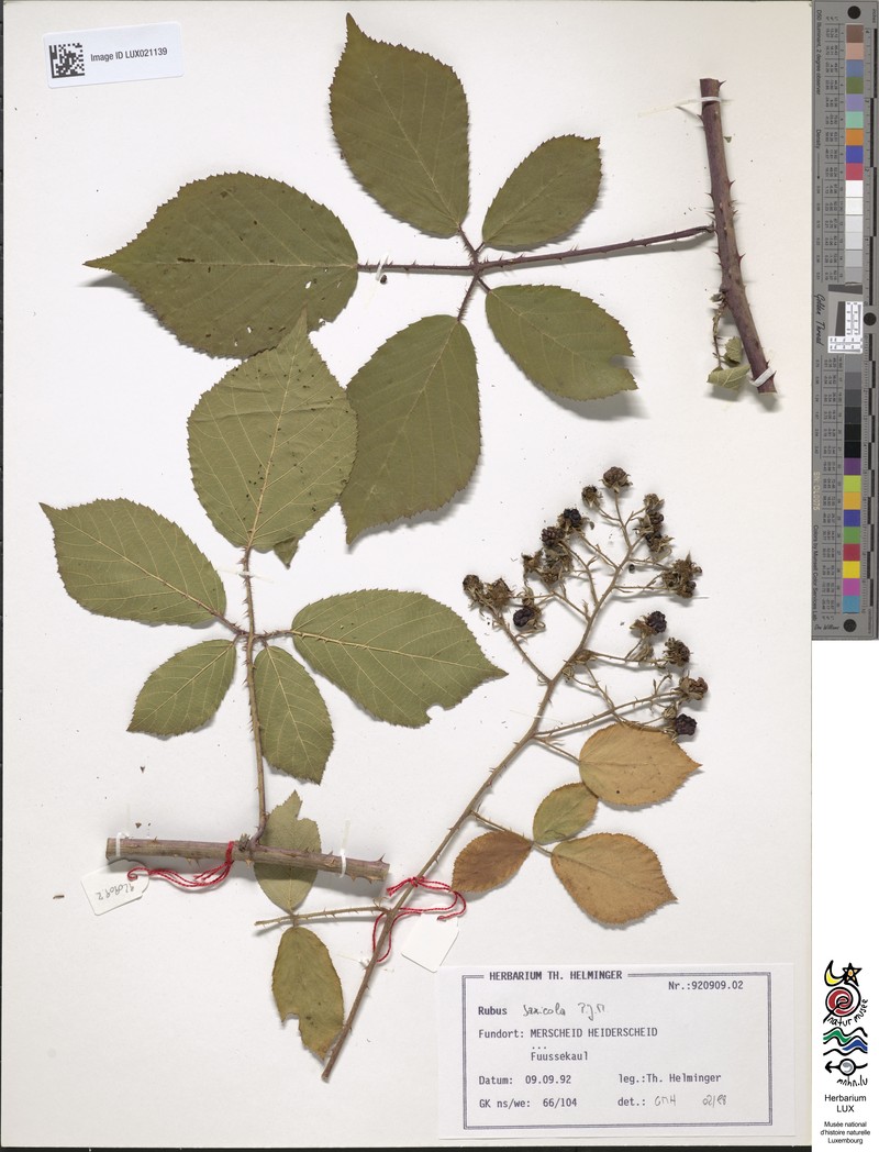 Rubus saxicola photo 5