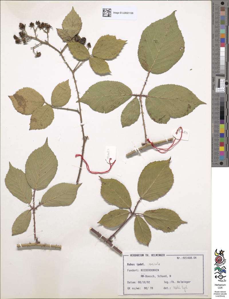 Rubus saxicola photo 6