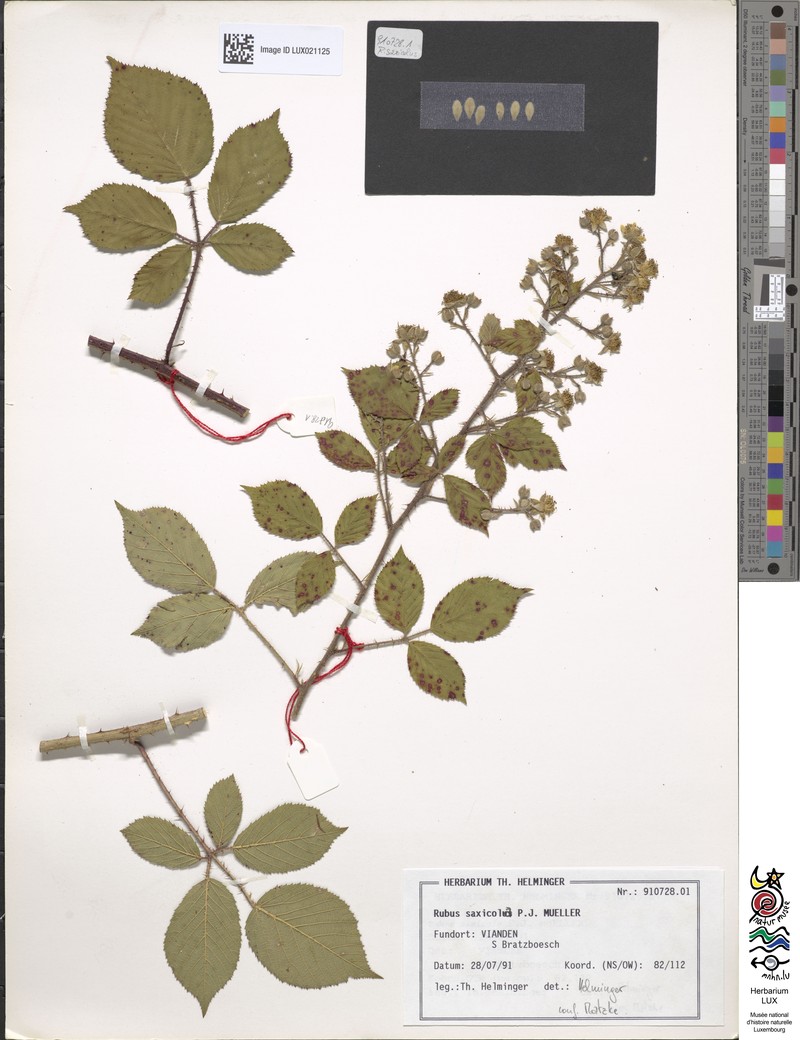 Rubus saxicola photo 7