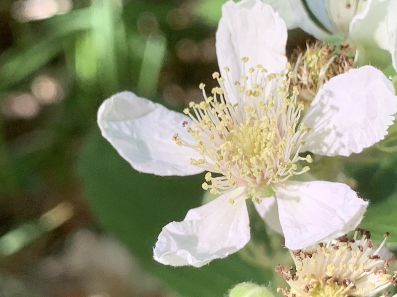 Rubus scaber photo 2