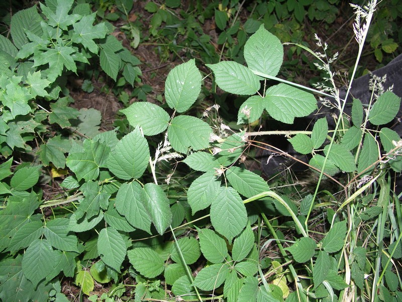Rubus scaber photo 3