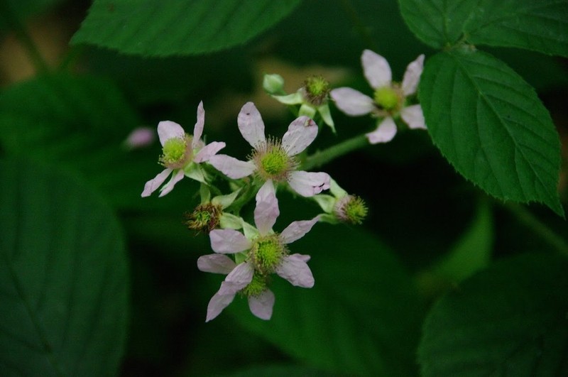 Rubus scaber photo 4