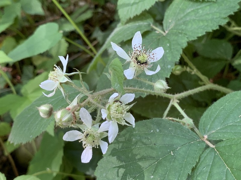 Rubus scaber photo 5