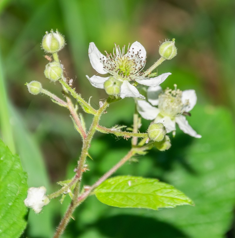 Rubus scaber