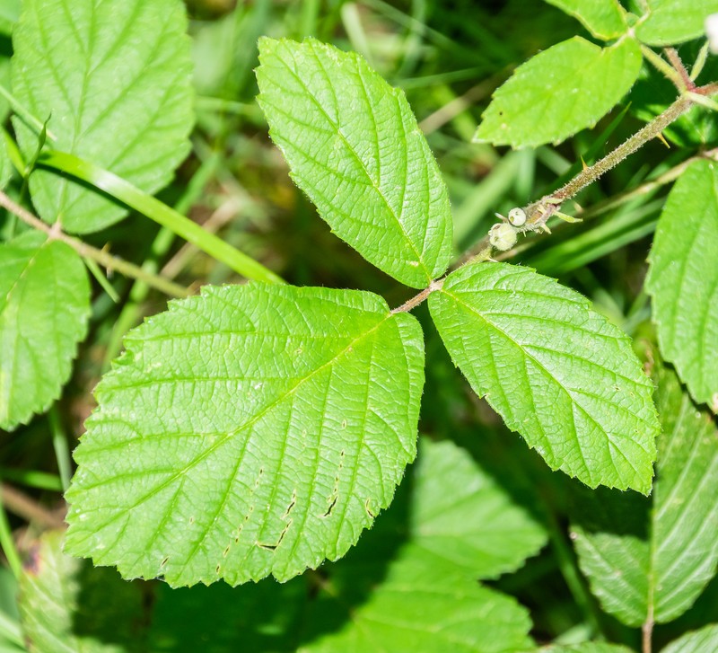 Rubus scaber photo 6