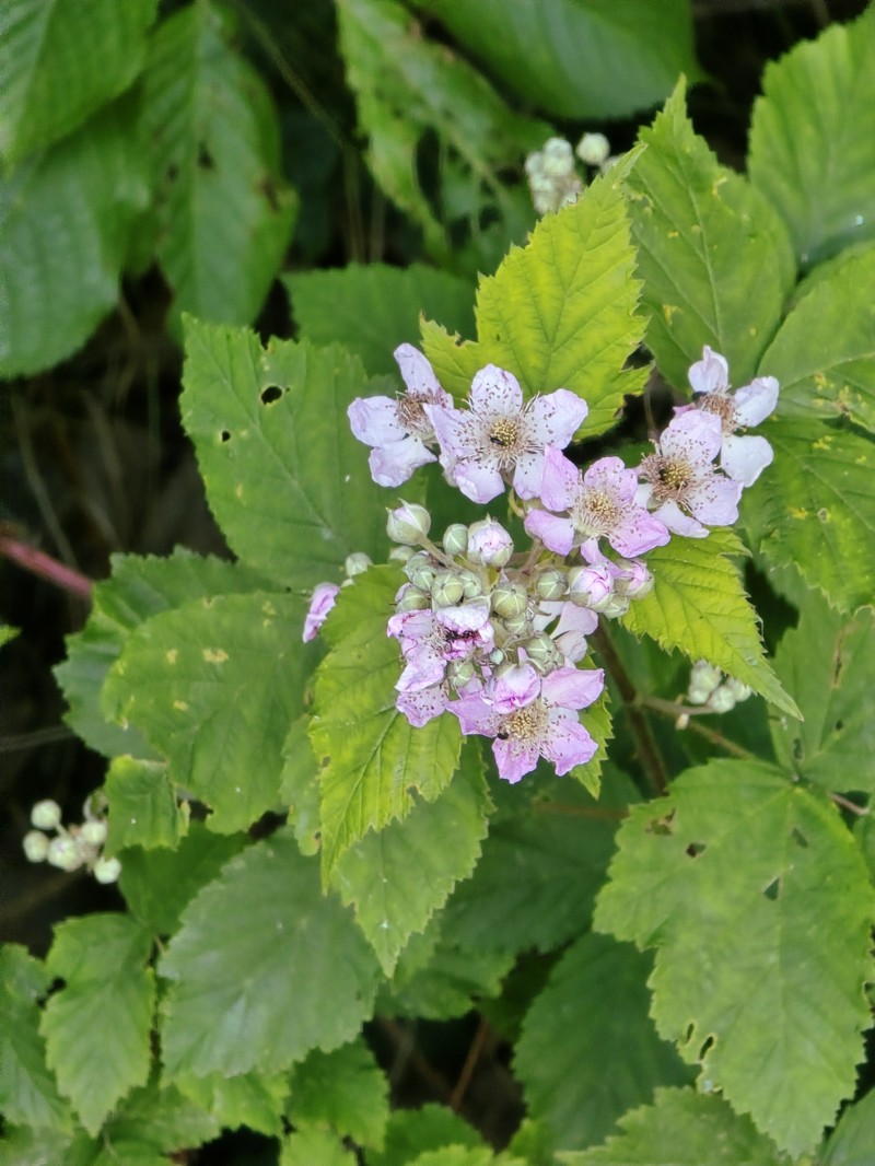 Rubus scaber photo 7